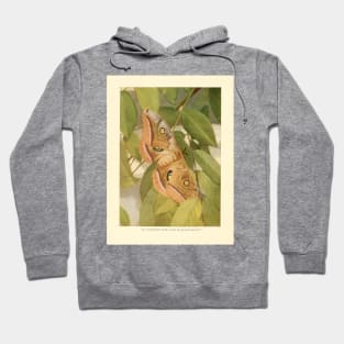 Moths of the Limberlost by Gene Stratton-Porter Hoodie